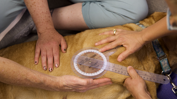 Dog elbow joint range of motion measurement